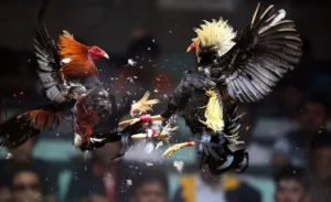 Bật Mí Cách Chơi Đá Gà Sabong Tại 88CLB Luôn Thắng Từ Cao Thủ