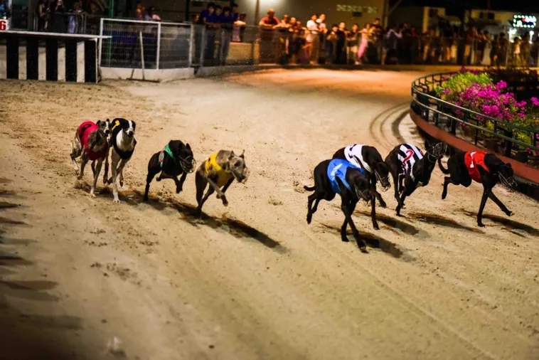 Mẹo Cược Đua Chó 88CLB Chắc Thắng Từ Các Chuyên Gia Hàng Đầu