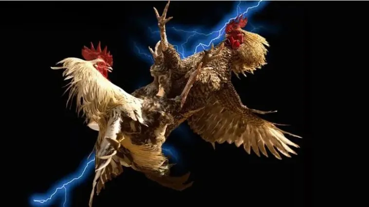 Khám Phá Thế Giới Đá Gà 88CLB Đỉnh Cao Rinh Thưởng Siêu Khủng